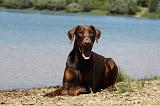 DOBERMANN 1159